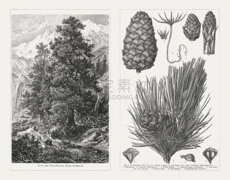 Swiss pine (Pinus cembra), wood engravings, published in 1897