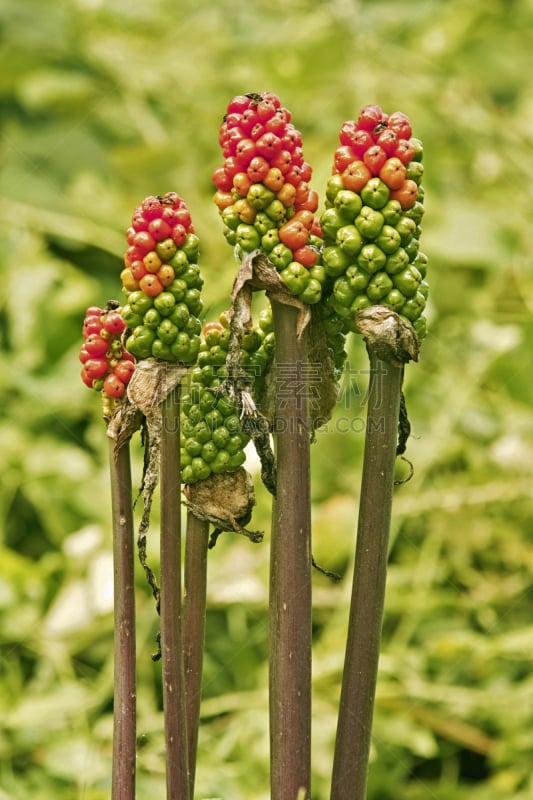 水果,阿鲁姆青霉,圆锥花序植物,天南星科,垂直画幅,林区,无人,浆果,夏天