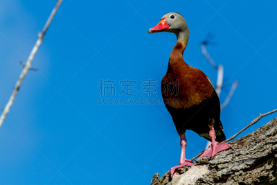 鸭子,多色的,黑腹口哨鸭,鱼叉,吹口哨,白鹭,水,公园,水平画幅,鸟类