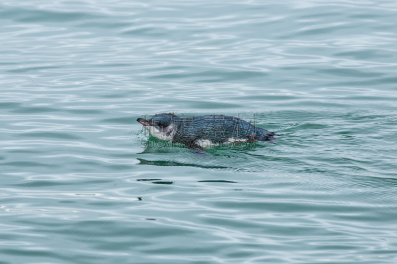 企鹅,海洋,青绿色,waitemata harbour,奥克兰,特有物种,自然,水,野生动物,水平画幅