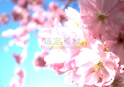 数字9,春天,活力,复活节,情人节卡,色彩鲜艳,柔和色,积极行动,想法,花的组成部分