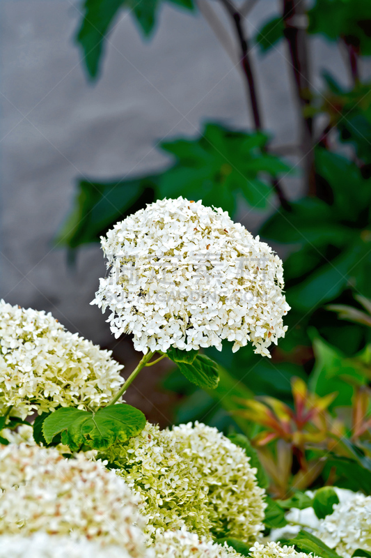 叶子,八仙花属,白色,Tubularia,垂直画幅,艺术,形状,动物身体部位,草坪,夏天