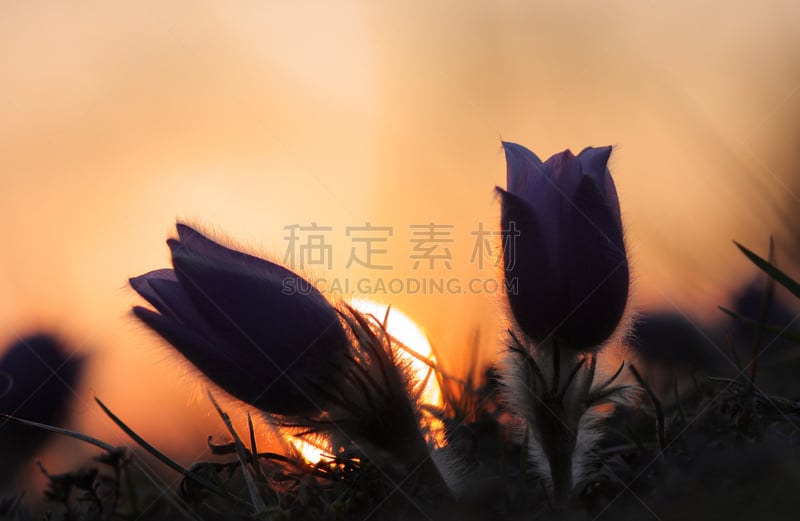 白头翁,仅一朵花,春天,公园,芳香的,水平画幅,无人,户外,草,特写