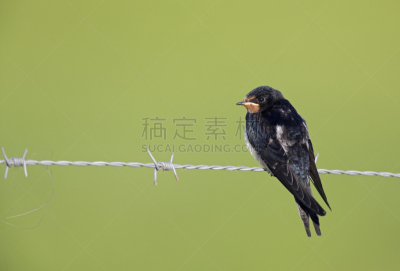 带刺铁丝网,家燕,少年早期,等,水平画幅,燕子,食草动物,鸟类,夏天,户外