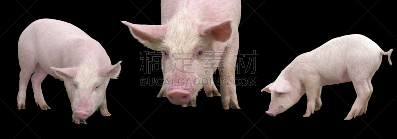 小猪,黑色背景,小的,全身像,分离着色,乐趣,发辫,公猪肉,饲养员,大母猪