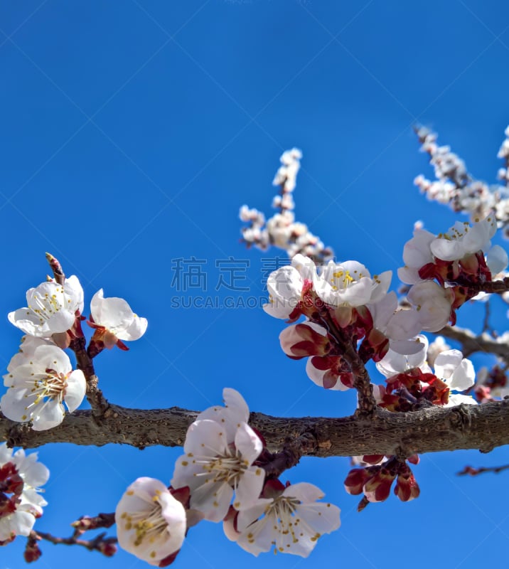 边框,背景,桃花,垂直画幅,天空,美,复活节,无人,桃,光