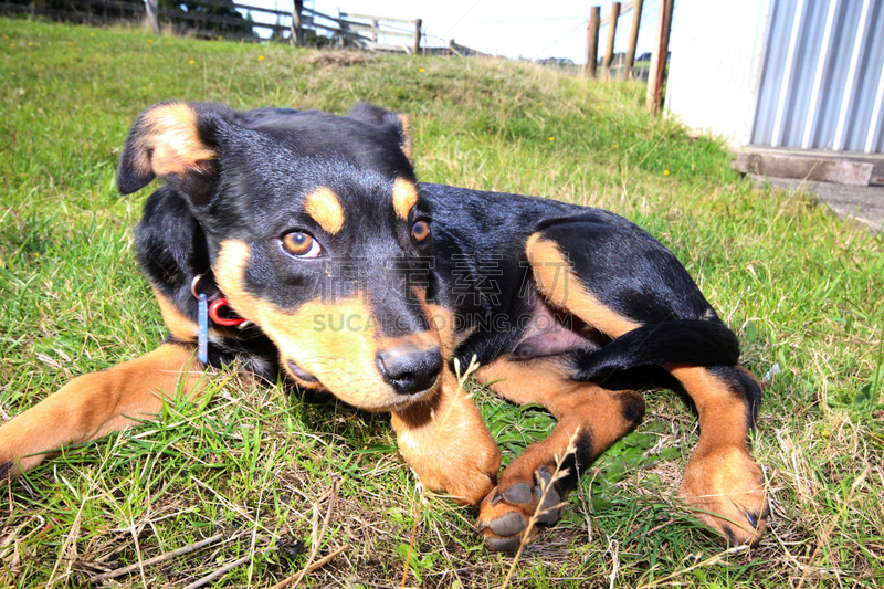 austalian kelpie,机敏,水平画幅,智慧,澳大利亚斗牛犬,牧羊犬,小狗,竞技运动,2015年,动物