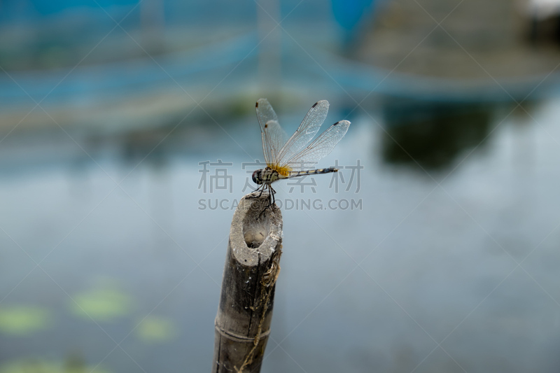 蜻蜓,雷蒙,动物斑纹,自然,褐色,式样,野生动物,水平画幅,无人,嫩枝