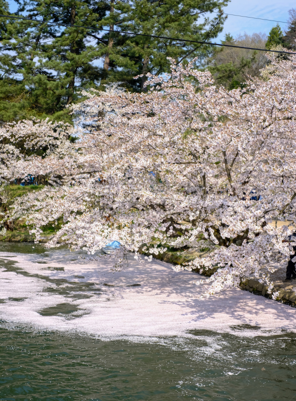 春天,护城河,日本,樱花,弘前公园,花瓣,青森县,东北片区,西,充满的