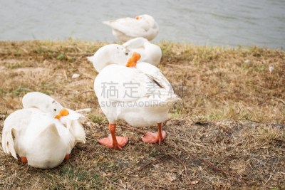 鸭子,一群鸟,水,美,水平画幅,家禽,鸟类,夏天,户外,湖