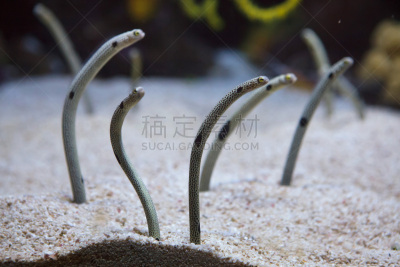 哈氏异康吉鳗,鳗丽,动物主题,在底端,海洋生命,热带气候,野生动物,印度洋,indopacific ocean,动物