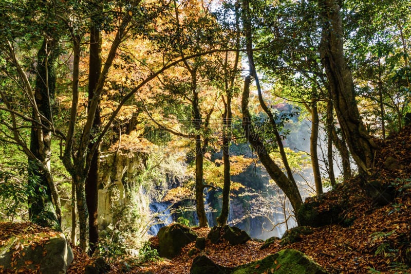 秋天,叶子,富士箱根伊豆国立公园,静冈县,美,里山,休闲活动,水平画幅,瀑布,早晨