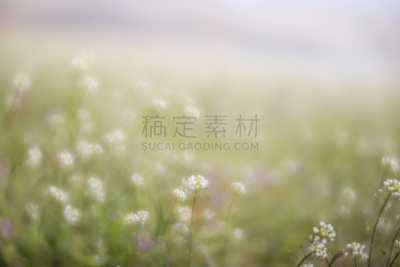 背景,克列尔湖,苔类,圣约翰草,杜鹃花,玉兰类,我爱你,鸢尾,蒲公英,天空