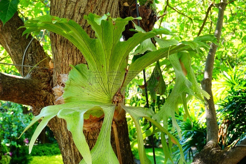 叶子,鹿角蕨,二歧鹿角蕨,附生植物,甘草蕨,deer fern,水龙骨科,弗雷泽岛,根状茎状植物,蕨类