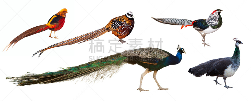 雉,鸟类,白色,孔雀,分离着色,家庭,在上面,金色雉,鸡形目,印度孔雀