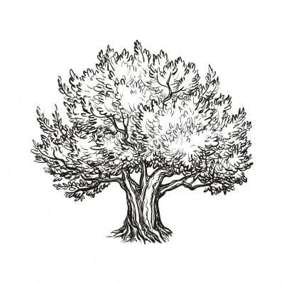 油橄榄树,绘画插图,矢量,古老的,墨水,蚀刻版画,农作物,白色,植物
