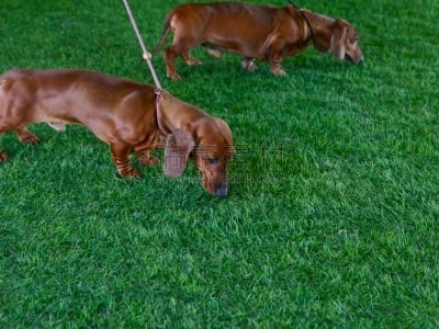 狗,腊肠犬,遛狗师,热狗腿,长的,短的,热狗服饰,受过训练的狗,钢毛德国猎犬,哈巴狗