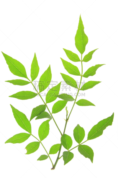 秦椒,四川省,胡椒,花椒属,粉胡椒子,芸香科,垂直画幅,绿色,无人,嫩枝