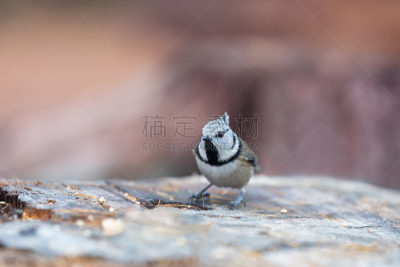 鸟类,彭特瑞希娜,水平画幅,注视镜头,小的,可爱的,crested tit,瑞士,树干,动物主题