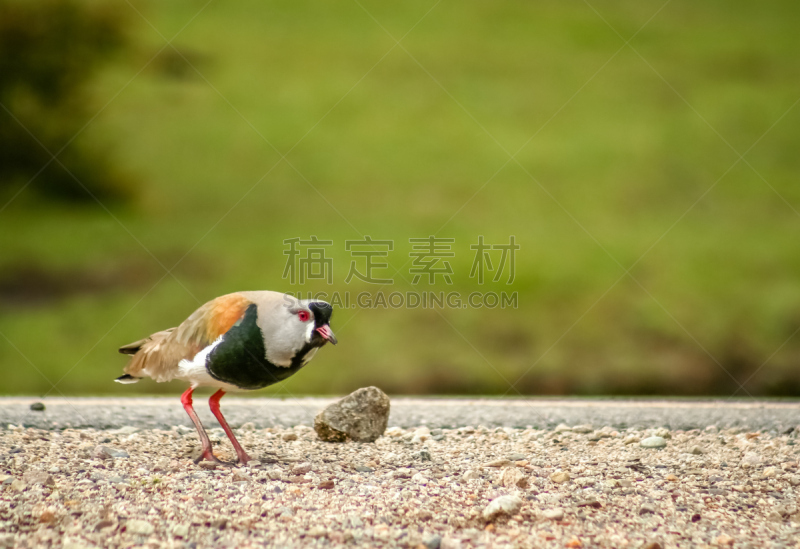 鸟类,南方麦鸡,麦鸡亚科,鸻,动物腿,阿根廷,濒危物种,褐色,水平画幅