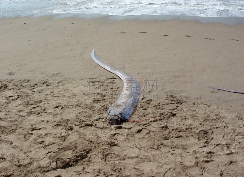 皇带鱼科,海滩,死的,墨西哥,海洋,羽蛇神,皇带鱼,雷加莱拉庄园,有尾目,洗涤