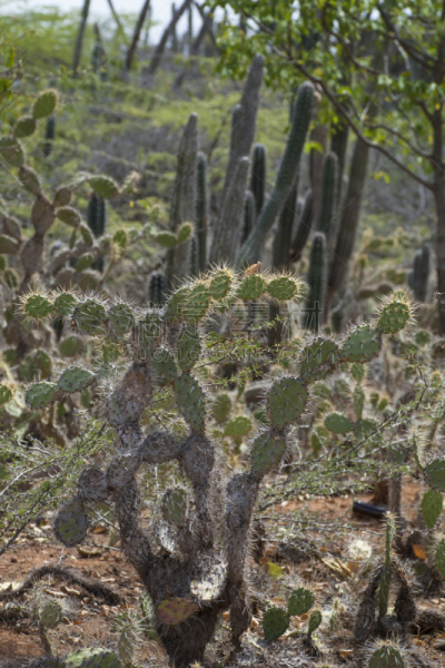 仙人掌,加勒比海地区,秘鲁苹果仙人掌,giant prickly pear cactus,夜后草,荷兰加勒比海,波耐尔,库拉索,仙人球,阿鲁巴