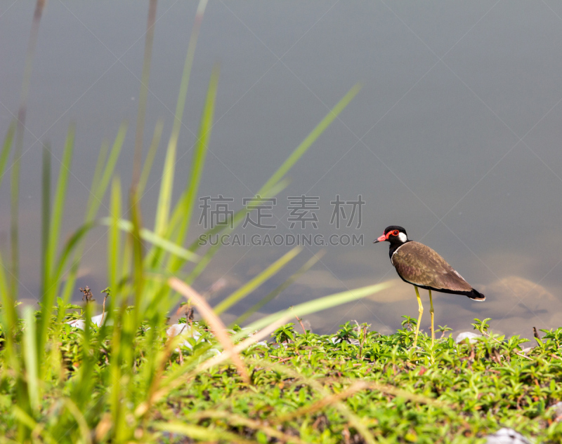 红色肉垂麦鸡,麦鸡亚科,自然,红色,水,田地,水平画幅,无人,动物,摄影