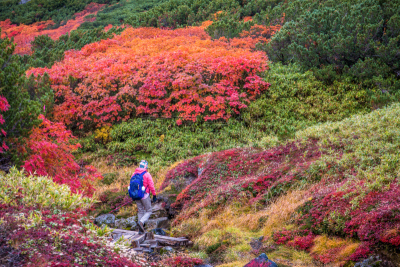 北海道,小路,女人,秋天,徒步旅行,旭岳火山,留白,水平画幅,户外,决心