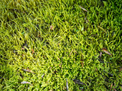 平视角,苔藓,纹理,石头,地衣,自然,式样,博尔德城,水平画幅,绿色