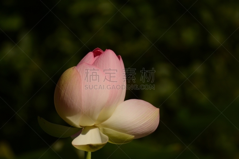 夏天,自然美,春天,植物,万寿菊,背景,自然,红色,季节,图像
