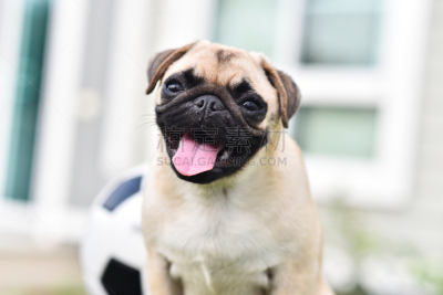 巴哥犬,幸福,可爱的,puggle犬,猎犬,哈巴狗,水平画幅,进行中,户外,泰国