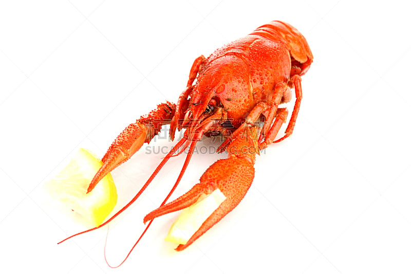螯虾,煮食,白色,精神振作,分离着色,柠檬苏打水,龙虾,螃蟹,水平画幅,无人
