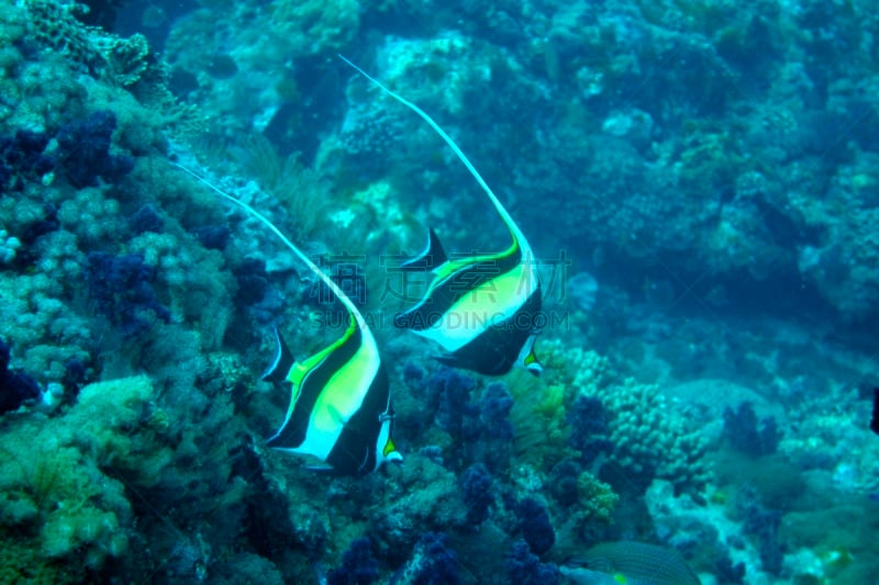 Moorish Idol,水,礁石,水平画幅,水肺潜水,无人,珊瑚,鱼类,海洋,摄影