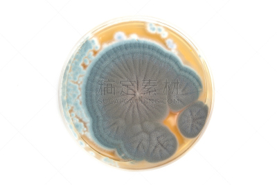 青霉菌,皮氏培养皿,真菌,盘子,盘尼西林,琼脂,生物科技,水平画幅,形状,微生物学