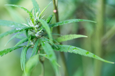 植物,家庭,平衡折角灯,一年生植物,接力赛,癌细胞,肉碎,香烟,休闲活动,水平画幅