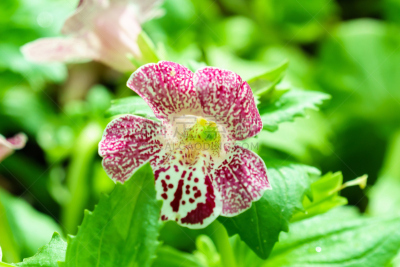 猴面花,紫色,斑点,菜园,白色,自然,植物,水平画幅,无人,植物学