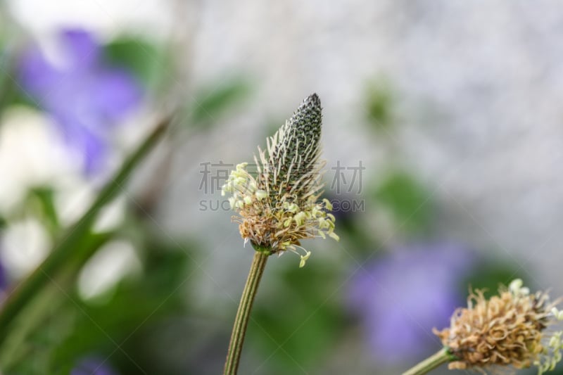 草,芭蕉,鹿角卢考特角,高原,新南威尔士,水平画幅,绿色,雄蕊,户外,野生植物