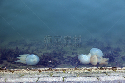 里斯本,水母,看,水,水平画幅,无人,欧洲,早晨,户外,城市