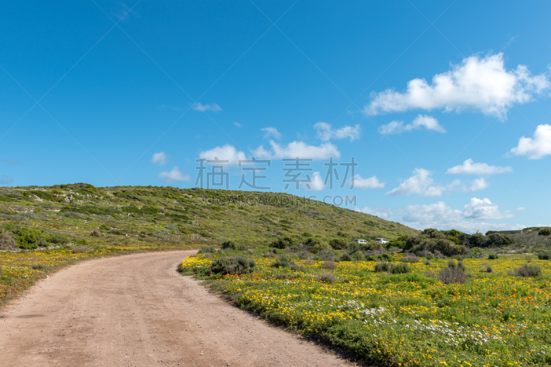 大西洋,朗厄班,海岸线,野花,西开普省,汽车,云,橙色,色彩鲜艳,植物