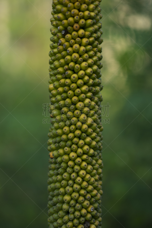 水果,死亡的动物,热带气候,树荫,腐肉,白星海芋植物,色彩鲜艳,马蹄莲,春天,伞