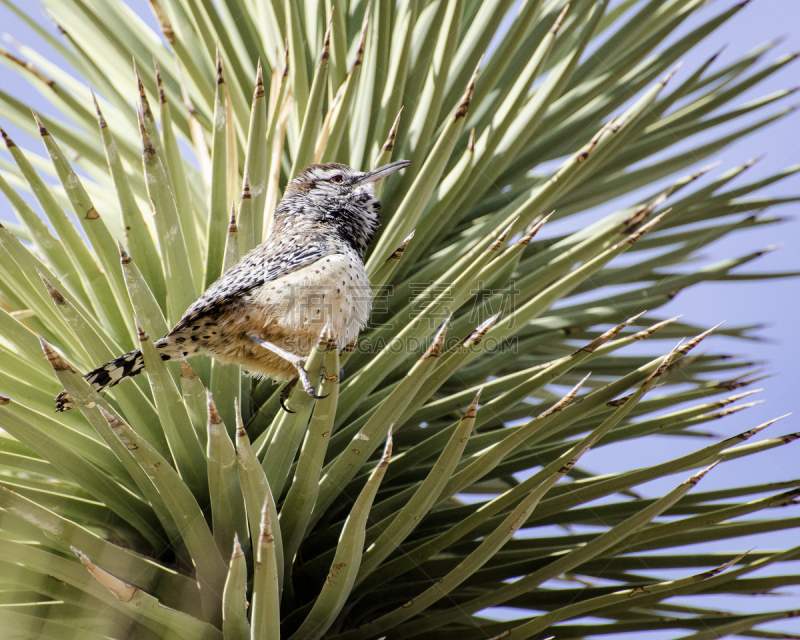 cactus wren,鹪鹩,约书亚树,自然,野生动物,美国,水平画幅,无人,鸟类,观鸟