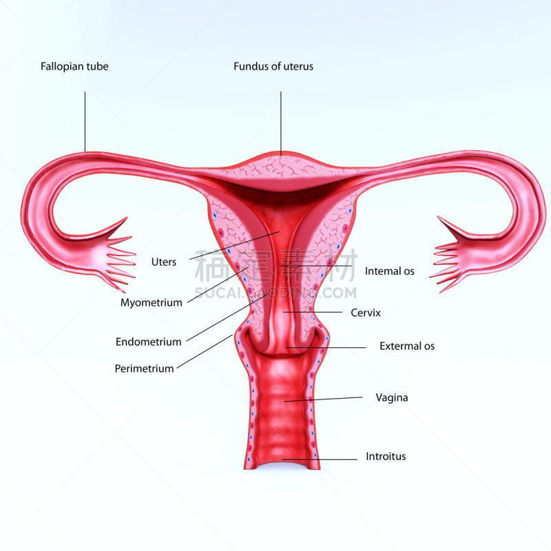 三维图形,女性生殖系统,输卵管,形状,雌性动物,健康保健,方形画幅
