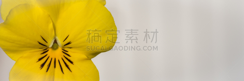 明亮,维奥拉,黄色,美,水平画幅,美人,工厂,夏天,特写
