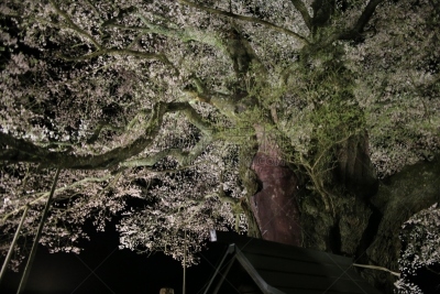樱之花,一棵树,亚洲樱桃树,冈山县,自然,水平画幅,山,夜晚,无人,日本
