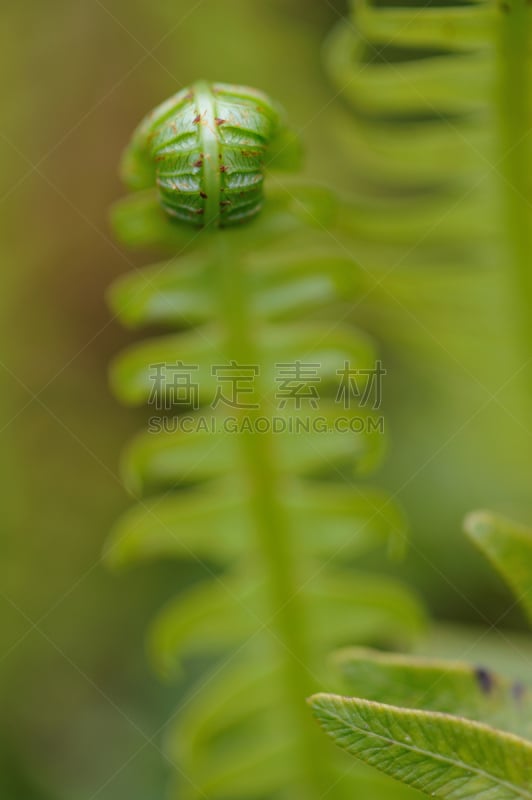 蕨类,绿色,欧洲蕨,孢子,垂直画幅,无人,早晨,热带雨林,夏天