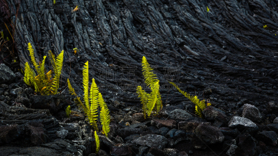 蕨类,火山岩,矿物质,美国,水平画幅,绿色,岩石,熔岩,卡拉帕那,无人