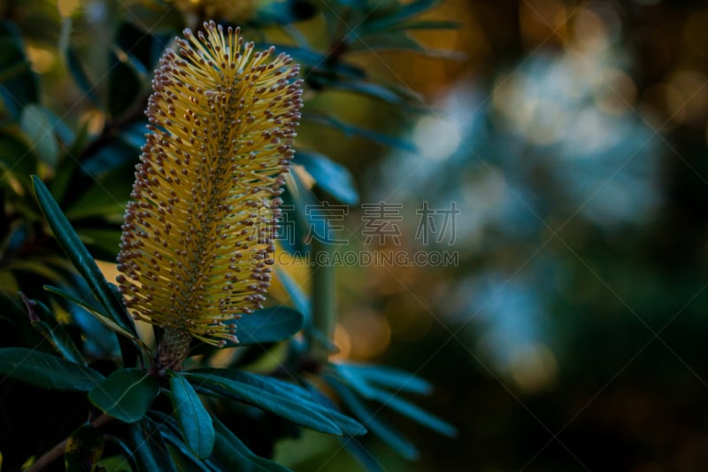 拨克西木属,仅一朵花,自然,留白,水平画幅,绿色,无人,特写,澳大利亚,摄影