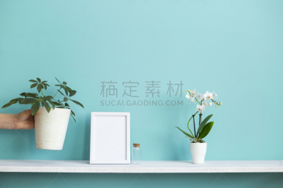 植物,白色,兰花,架子,手,盆栽植物,极简构图,相框,住宅房间,装饰