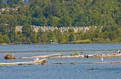 华盛顿湖,河流,动物嘴,加拿大黑雁,西雅图,水,公园,水平画幅,山,鸟类