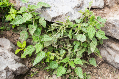 刺荨麻,植物,尼泊尔,野生植物,徒步旅行,安纳普纳生态保护区,丰富,水平画幅,枝繁叶茂,无人